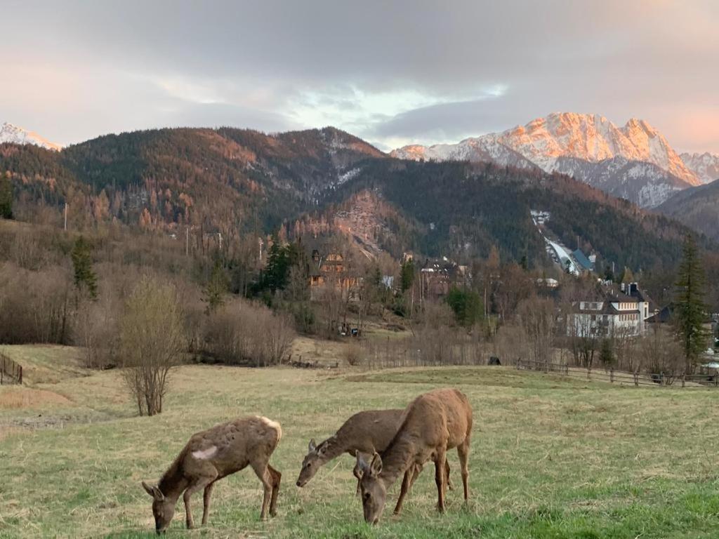 Api IV Zakopane Bed & Breakfast Exterior photo